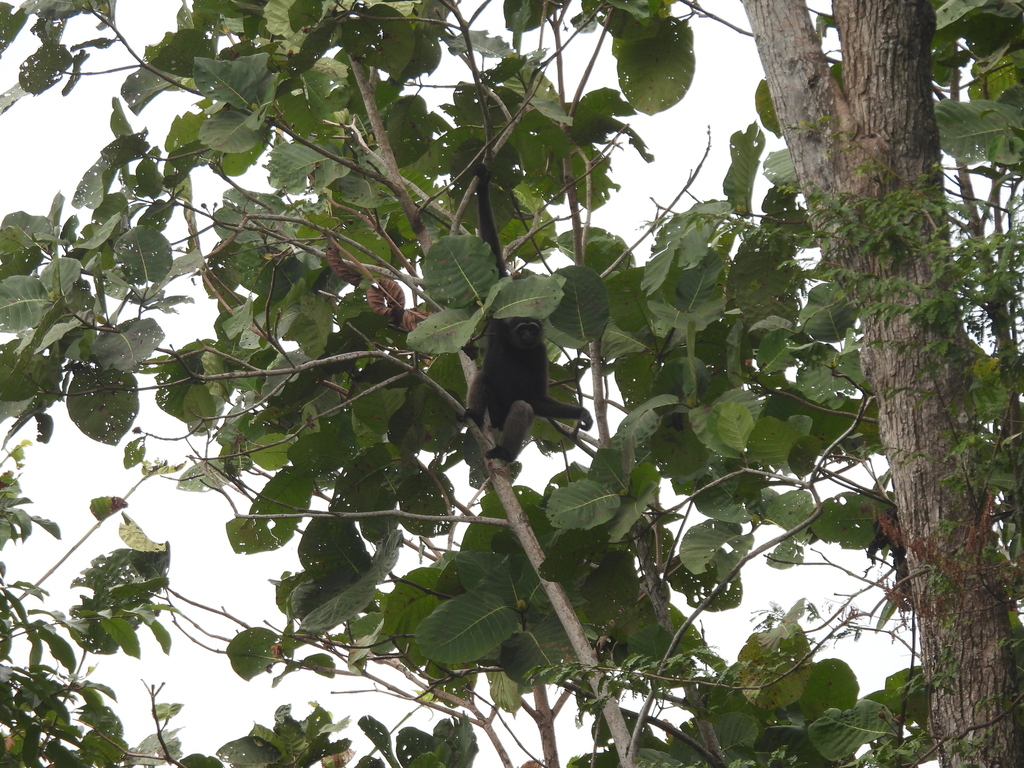 Southern Gray Gibbon