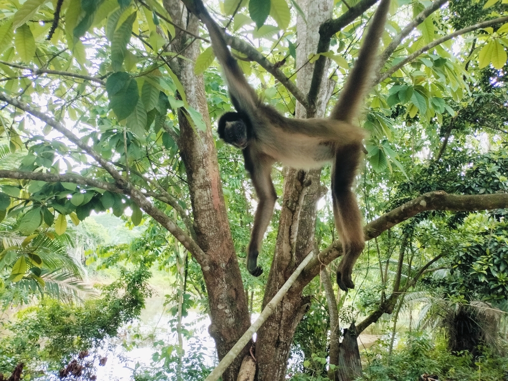 Variegated Spider Monkey