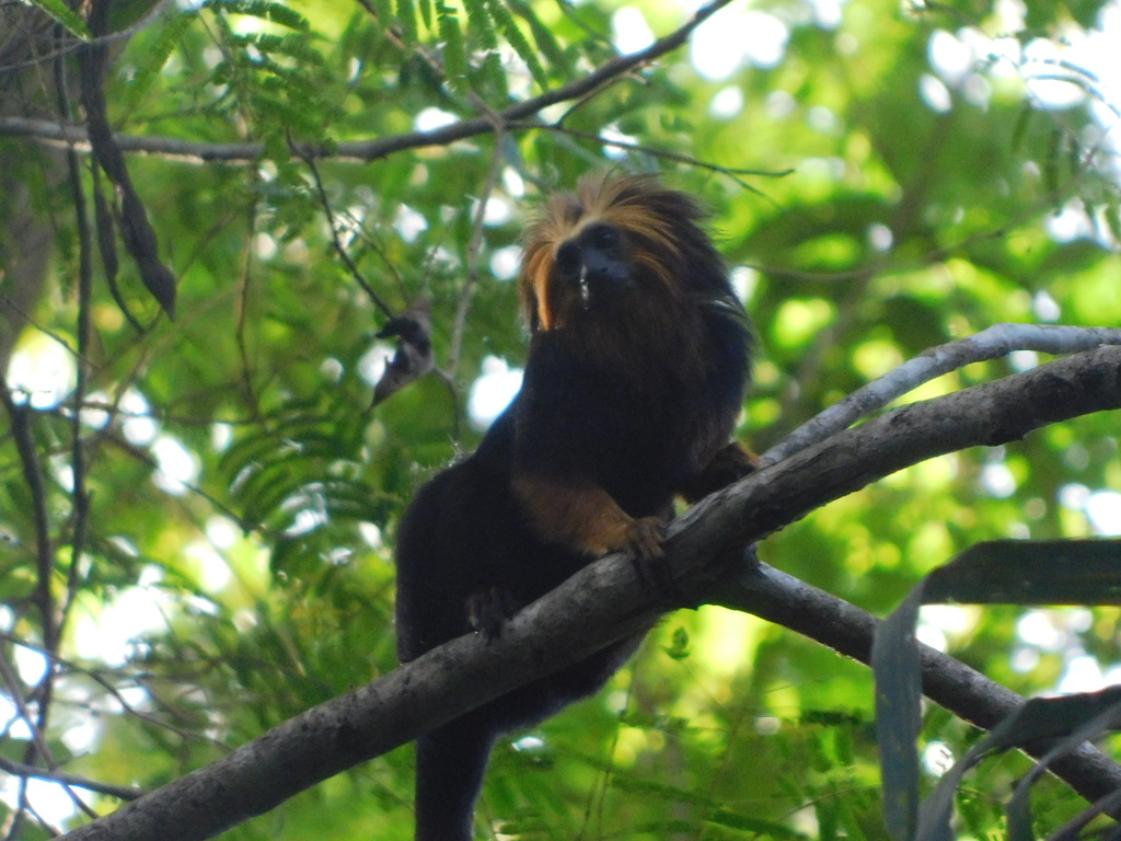 Golden-headed Lion Tamarin