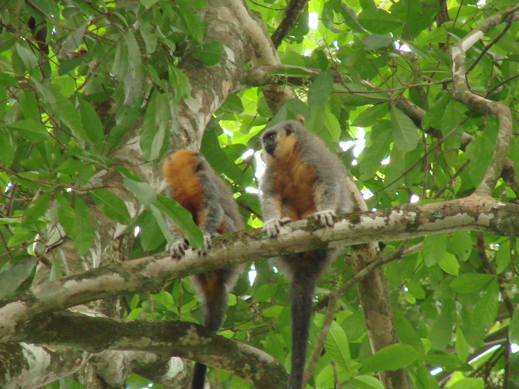 Groves’s Titi