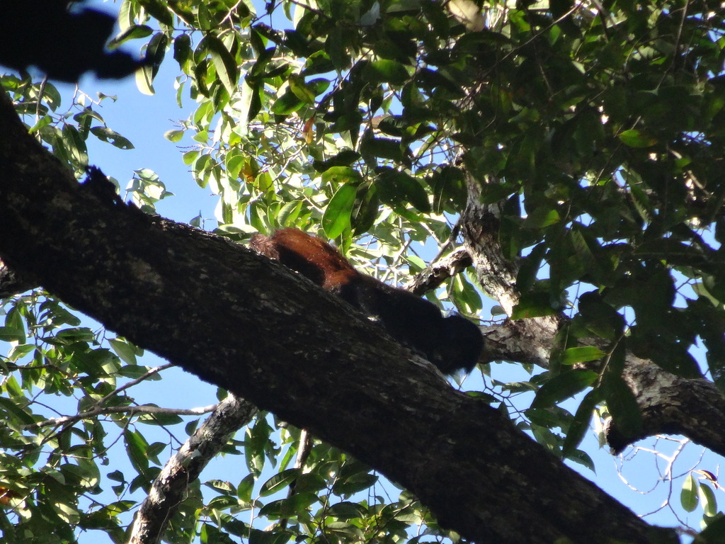 Golden-brown Uacari