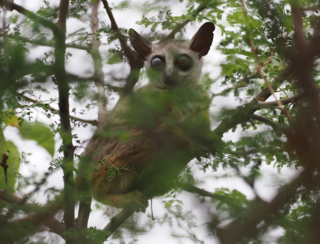 Somali Lesser Galago
