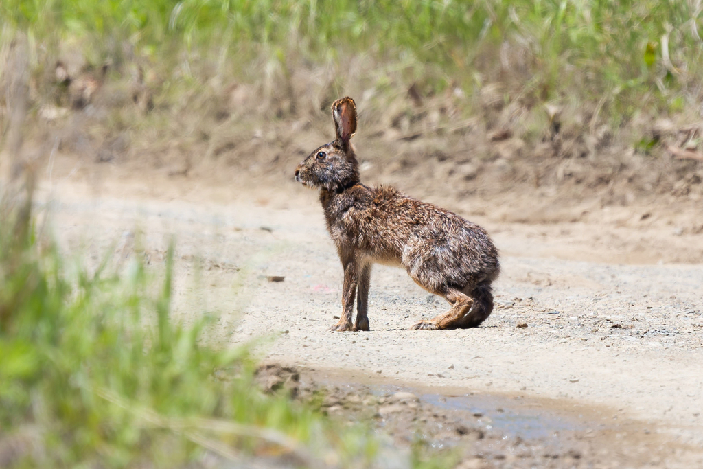 Manchurian Hare