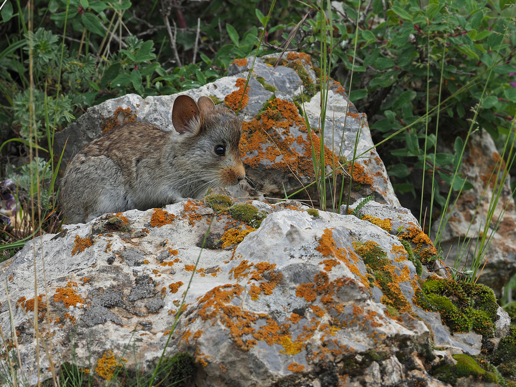 Chinese Red Pika