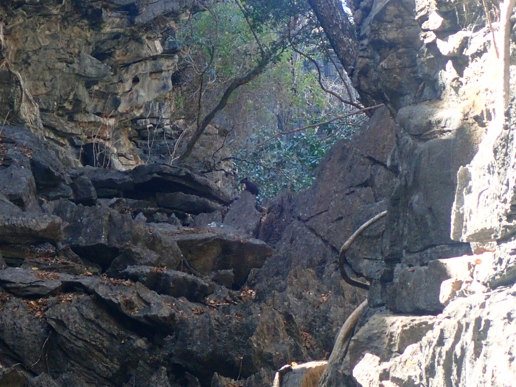 Acrobatic Cavy