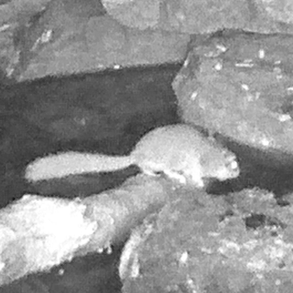 Forest African Dormouse