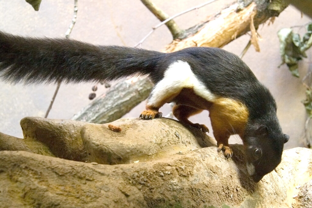 Inornate Squirrel