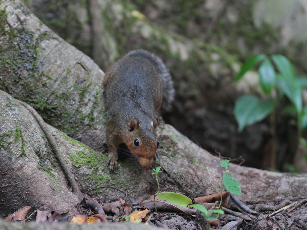 Asian Red-cheeked Squirrel