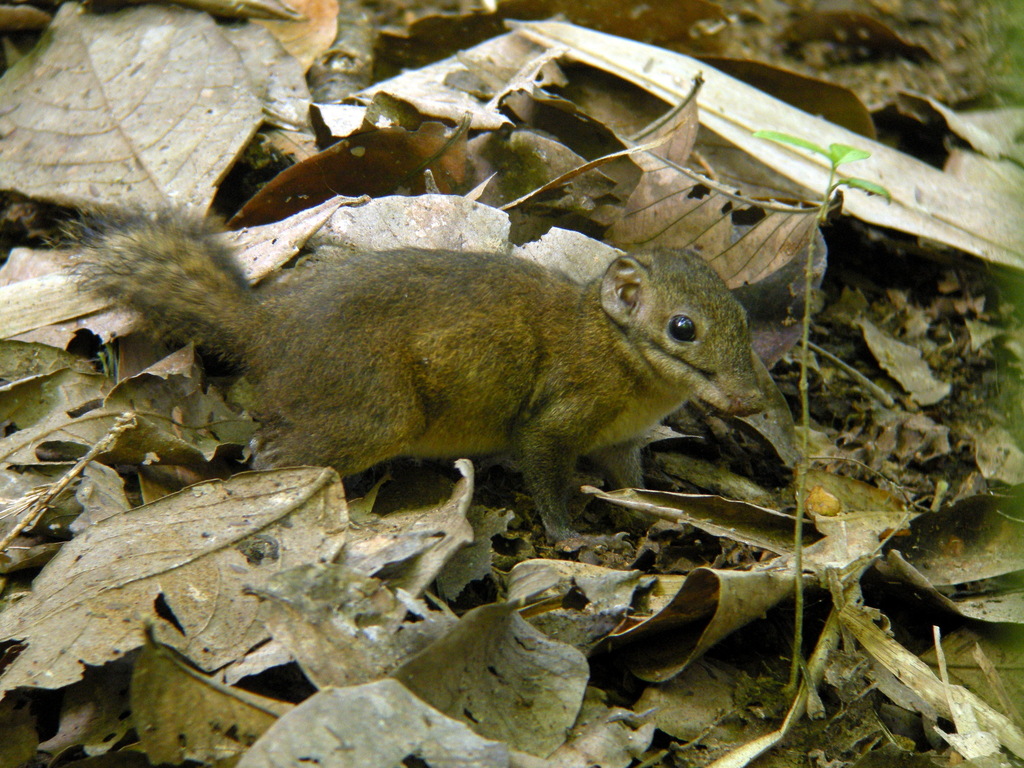 Shrew-faced Squirrel