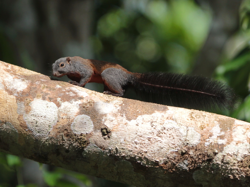 Horse-tailed Squirrel