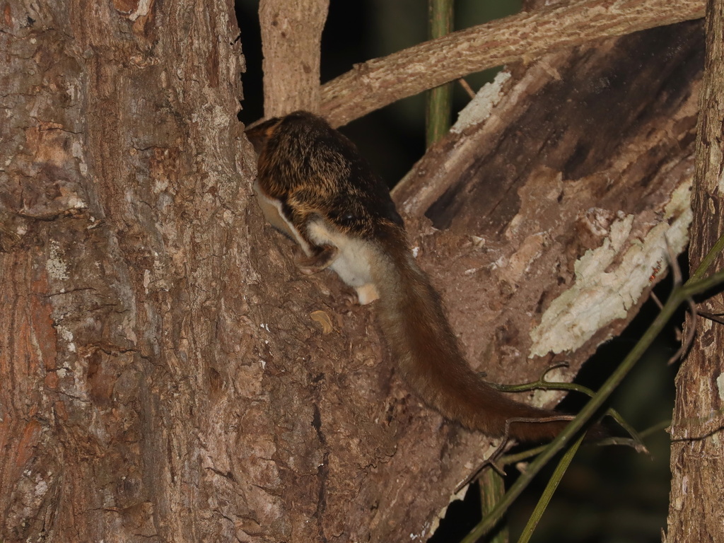 Hairy-footed Flying Squirrel
