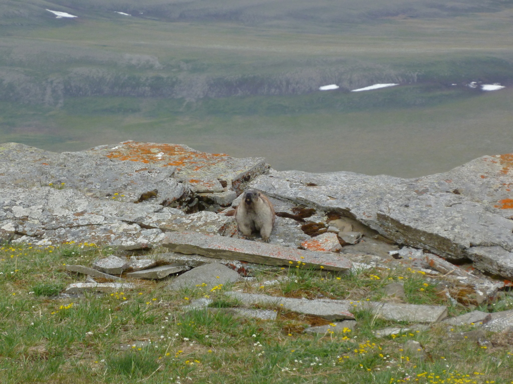 Alaska Marmot
