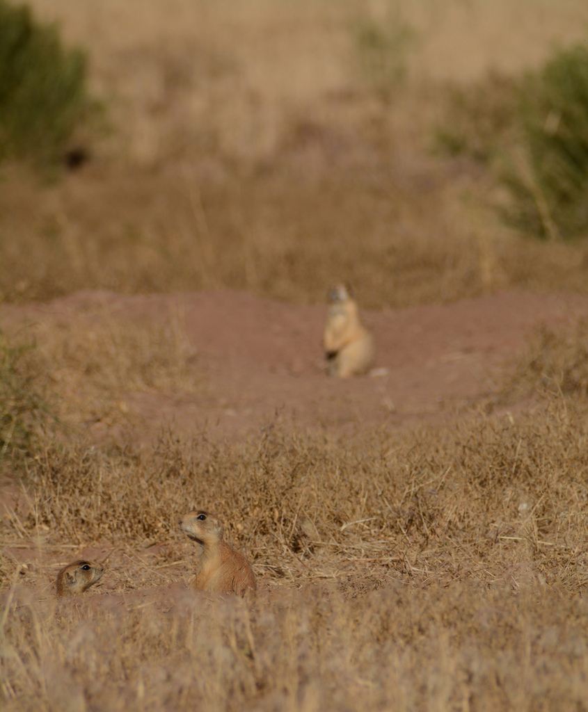 Utah Prairie Dog