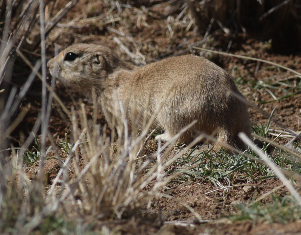 Alashan Ground Squirrel