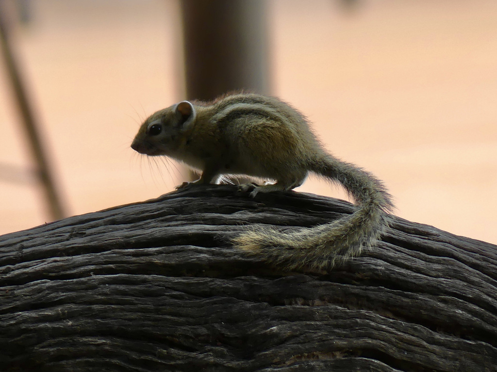 Congo Rope Squirrel