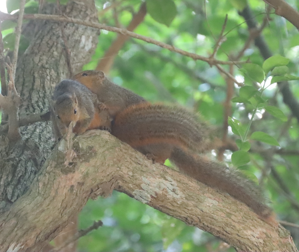 Red Bush Squirrel