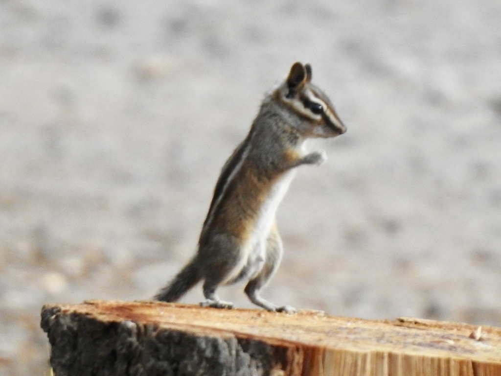 Gray-footed Chipmunk