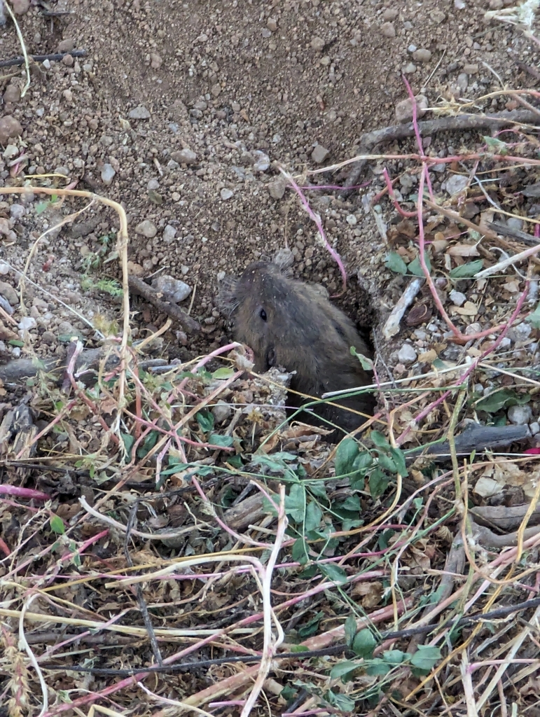 Southern California Pocket Gopher