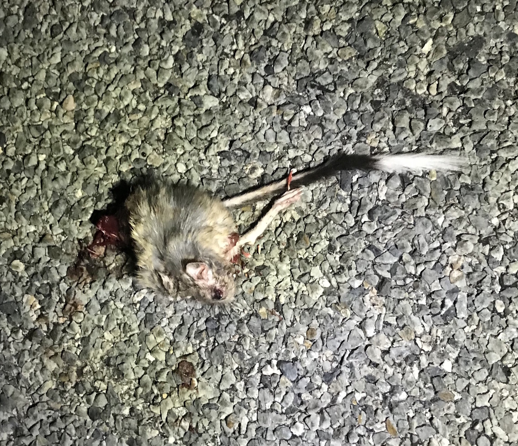 Banner-tailed Kangaroo Rat