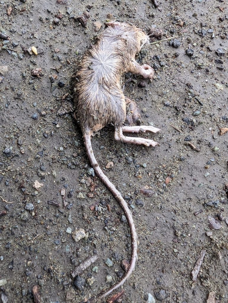 California Pocket Mouse
