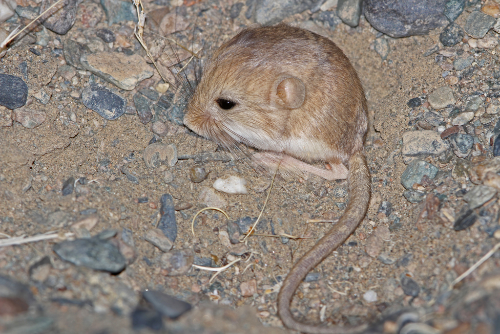 Kozlov’s Pygmy Jerboa