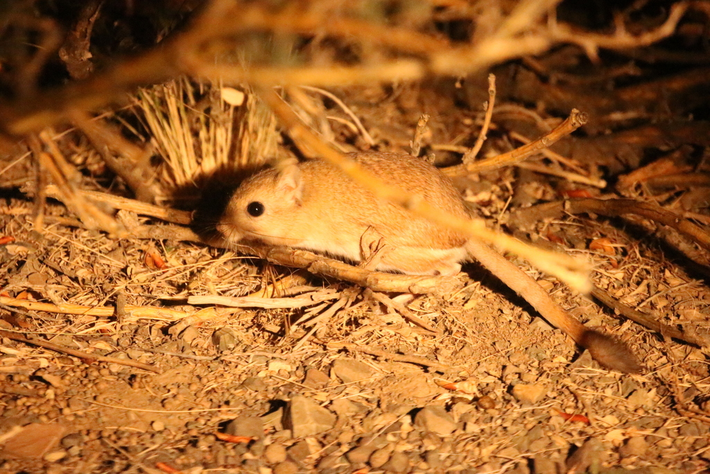 Mongolian Three-toed Jerboa