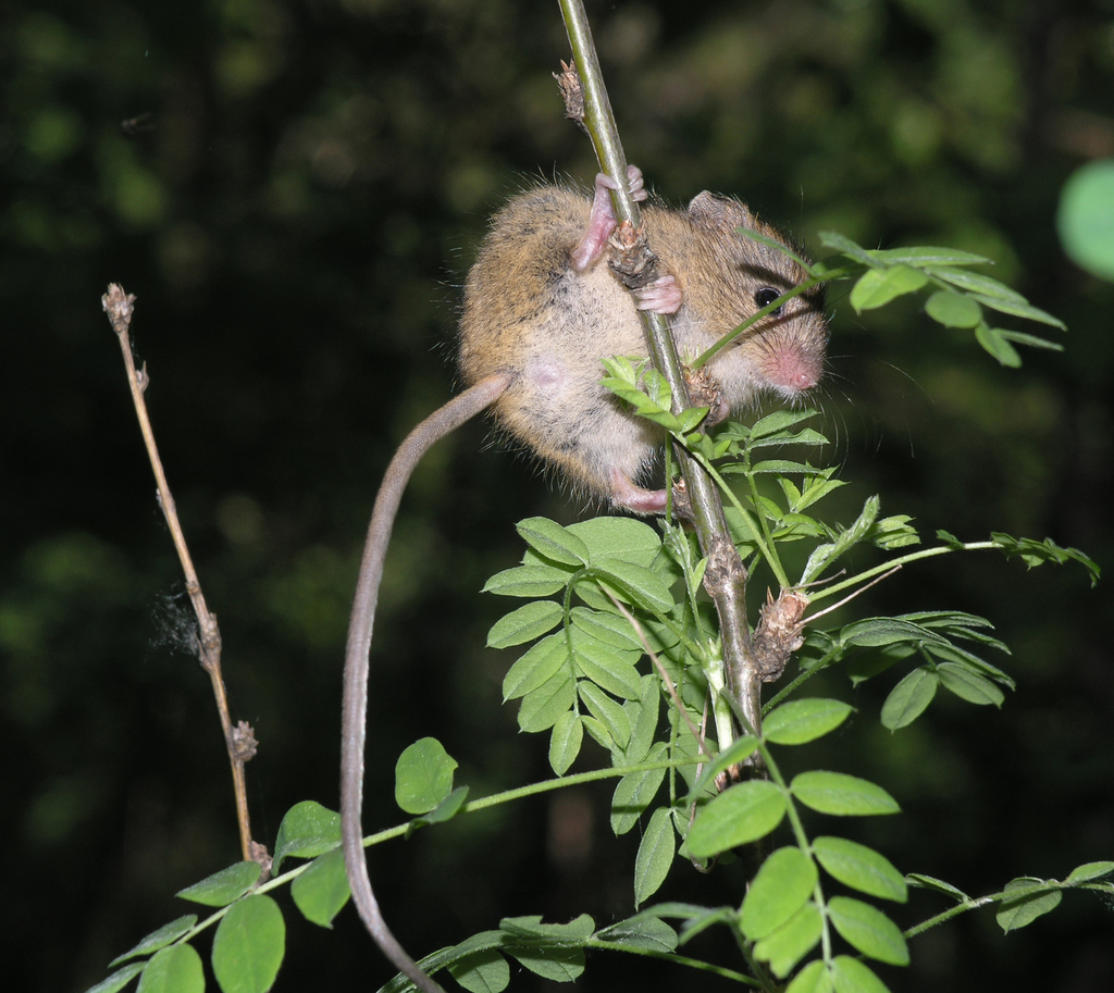 Northern Birch Mouse