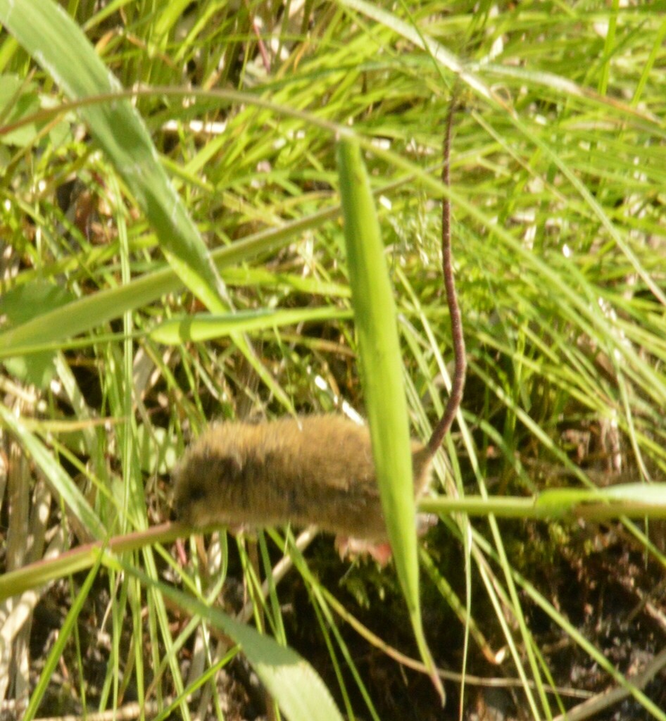 Central Pacific Jumping Mouse