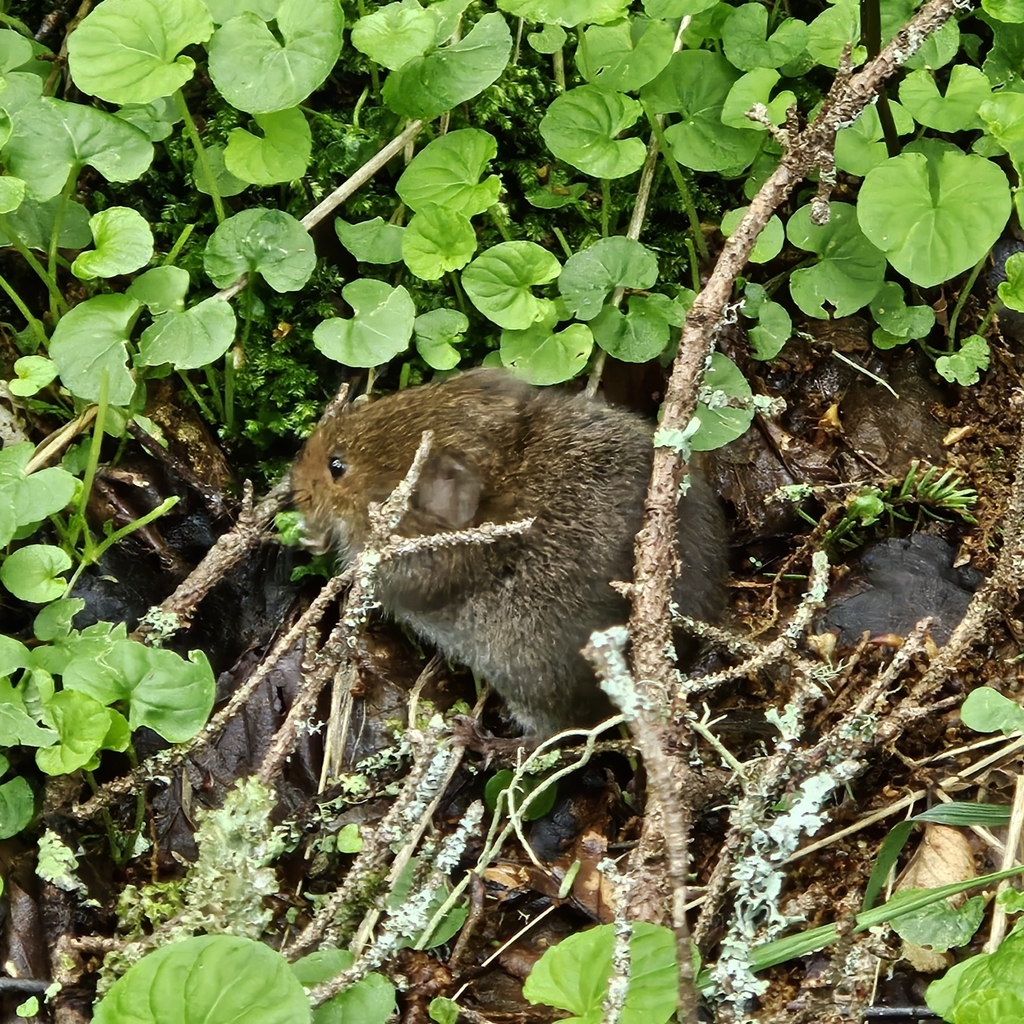 Rock Vole