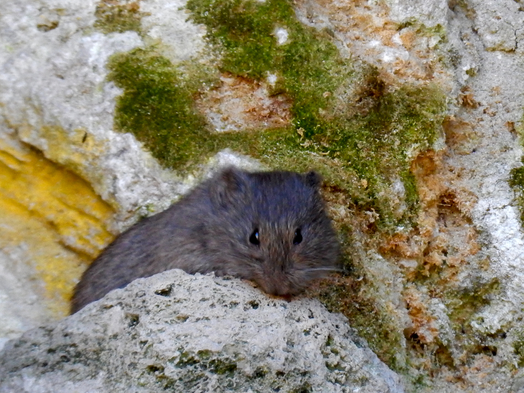 Long-tailed Vole