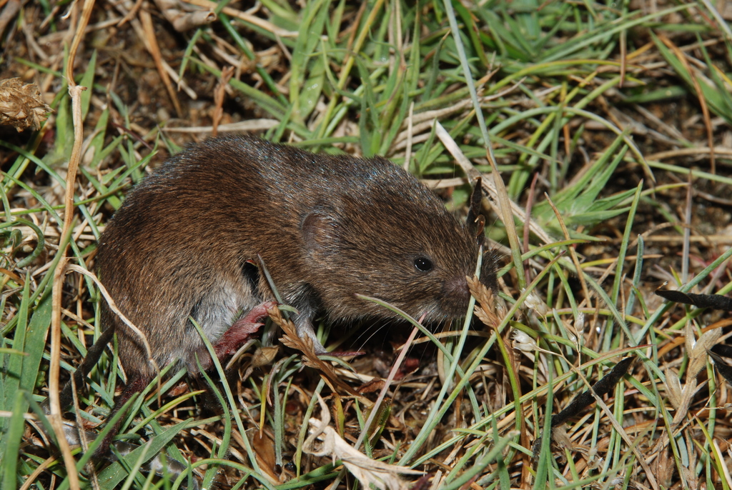 Lusitanian Pine Vole