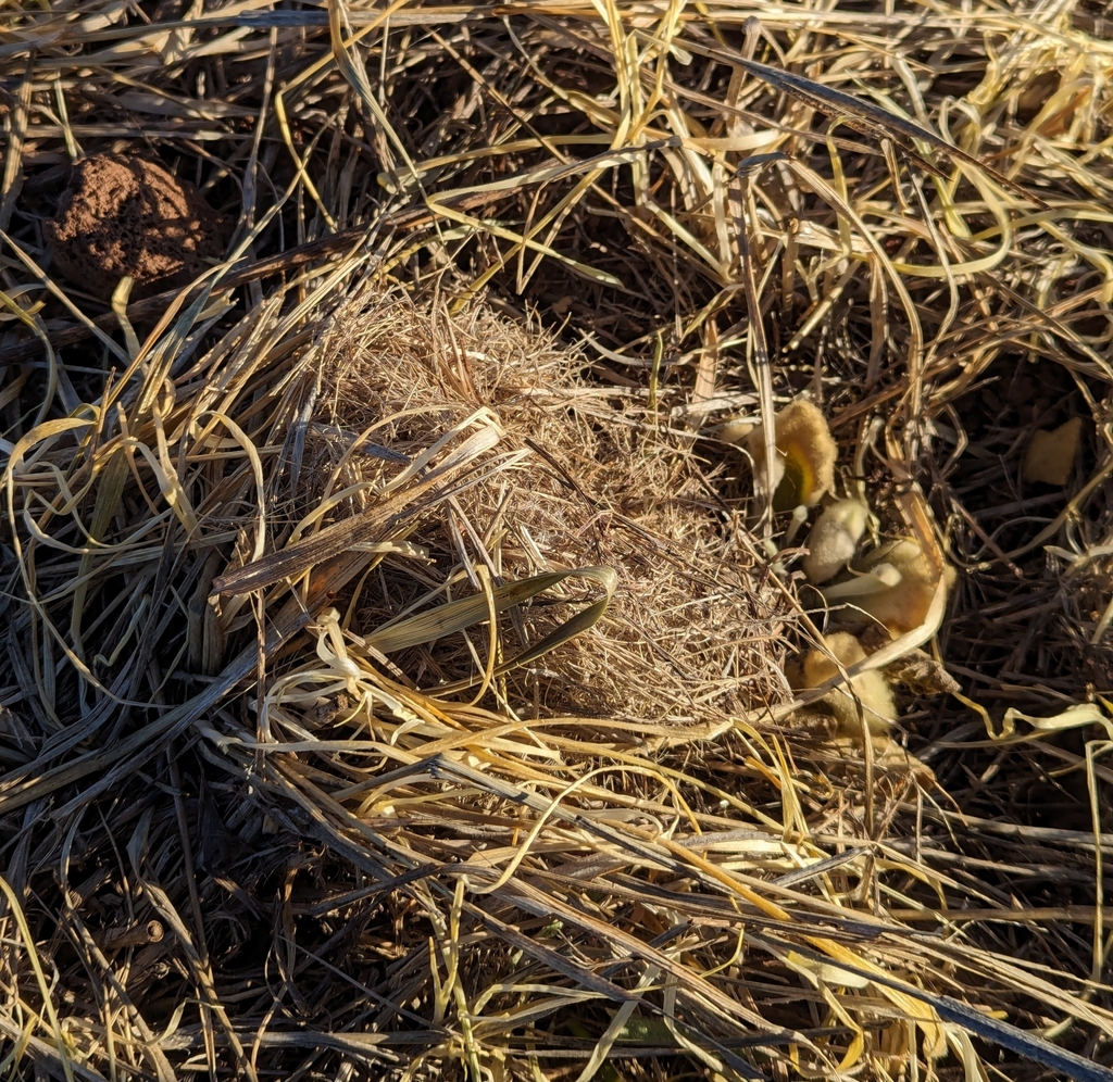 Mogollon Vole