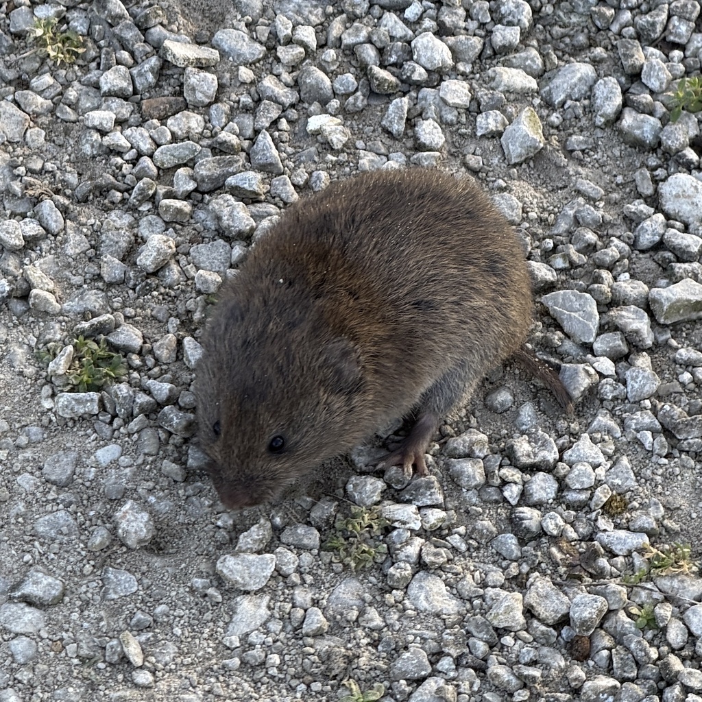 Woodland Vole