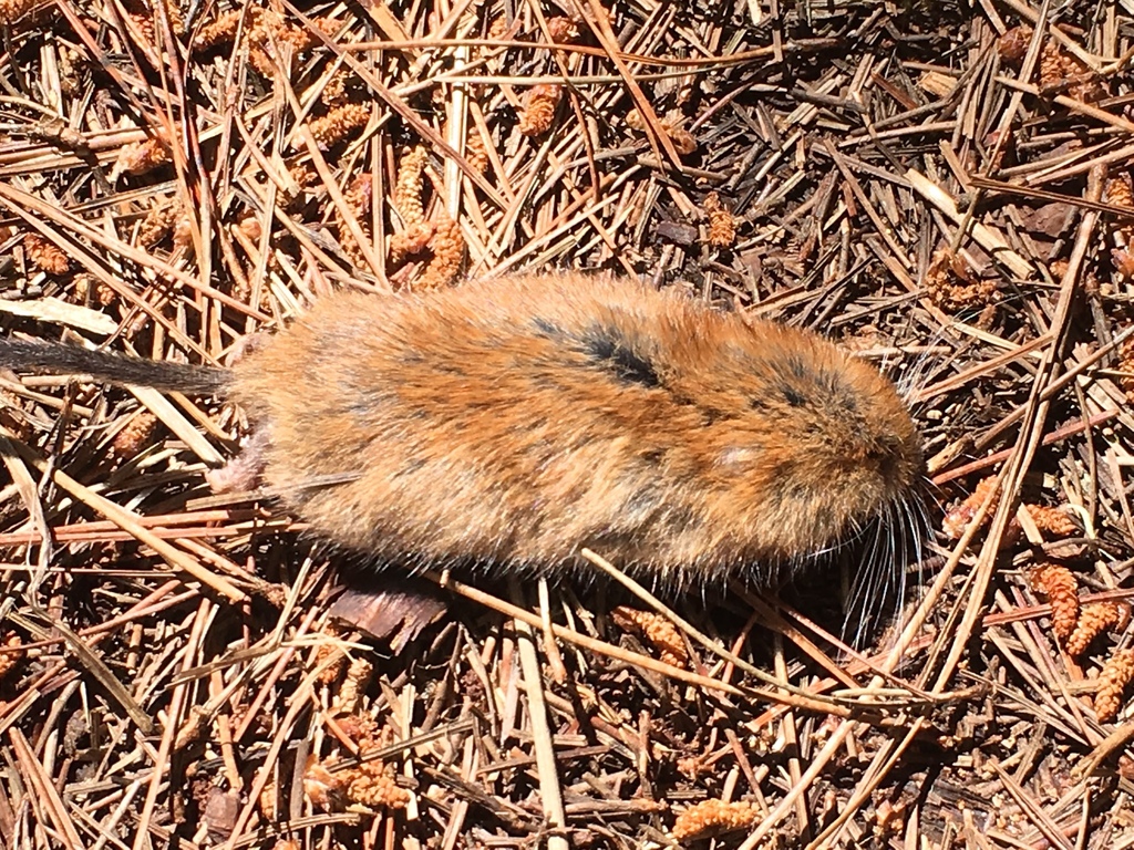 Sonoma Tree Vole