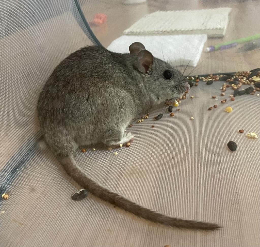 Southern Plains Woodrat