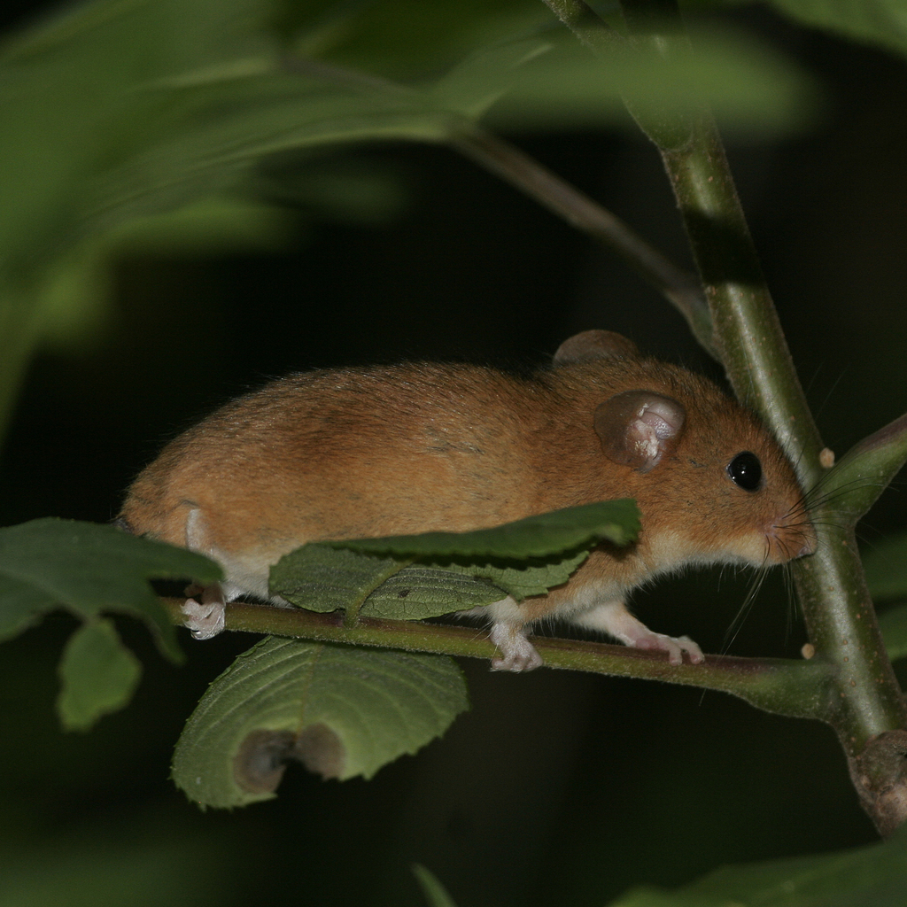 Golden Mouse