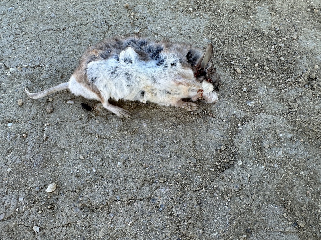 Southern Grasshopper Mouse