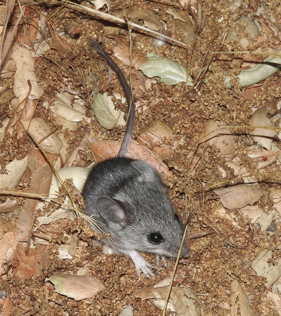Brush Deermouse