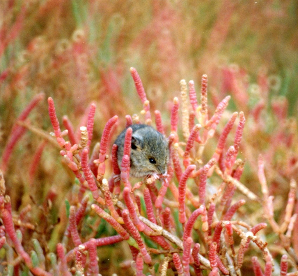 Salt-marsh Harvest Mouse