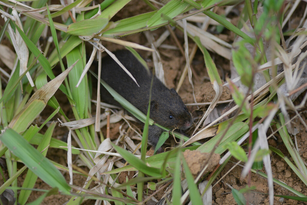 Blackish Grass Mouse