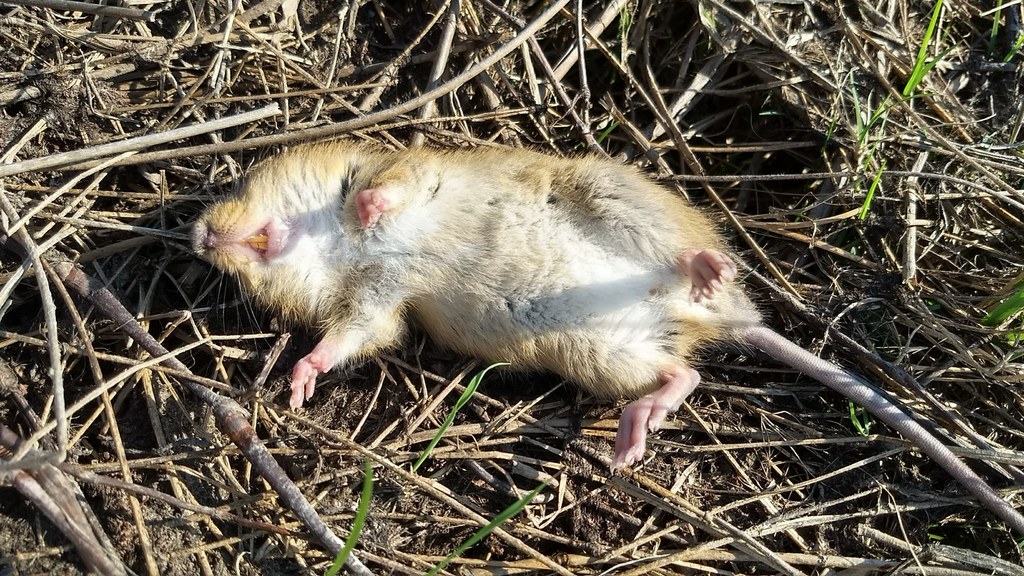 Chacoan Marsh Rat