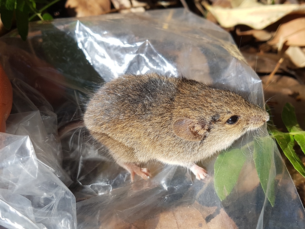 Delicate Vesper Mouse