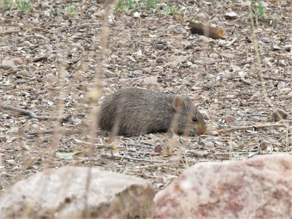 Rata-algodonera nariz amarilla