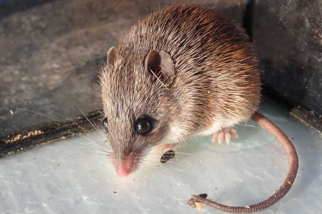 Selous’s Spiny Mouse
