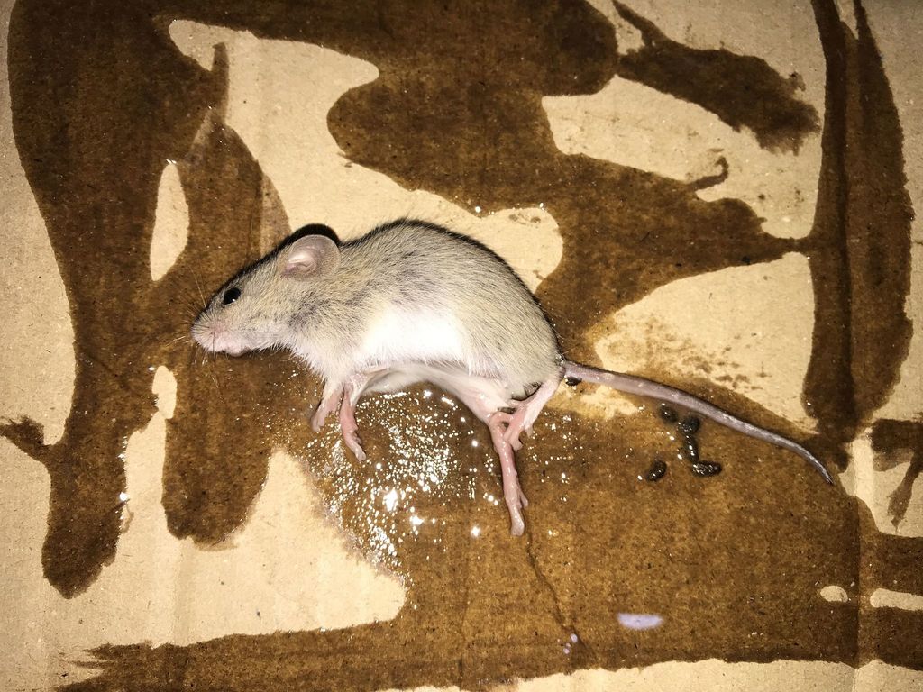 Ratón de Campo de Ward