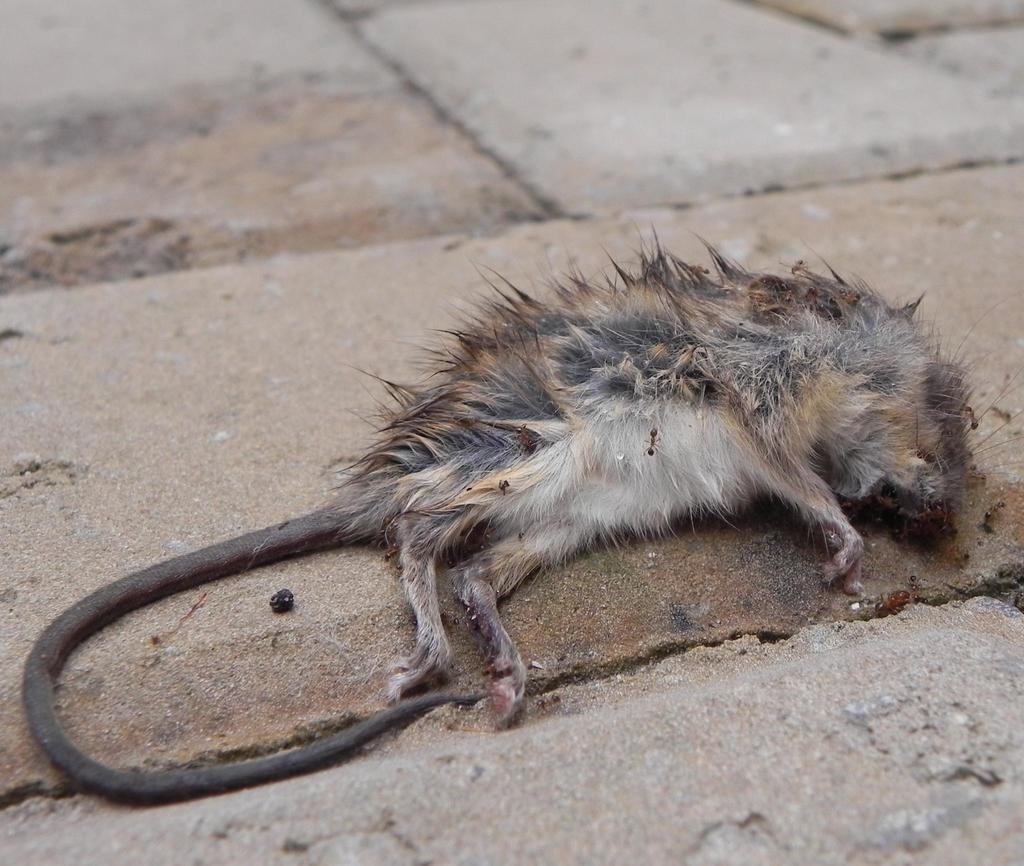 South African Thicket Rat