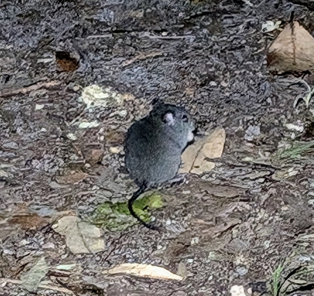 Grassland Mosaic-tailed Rat