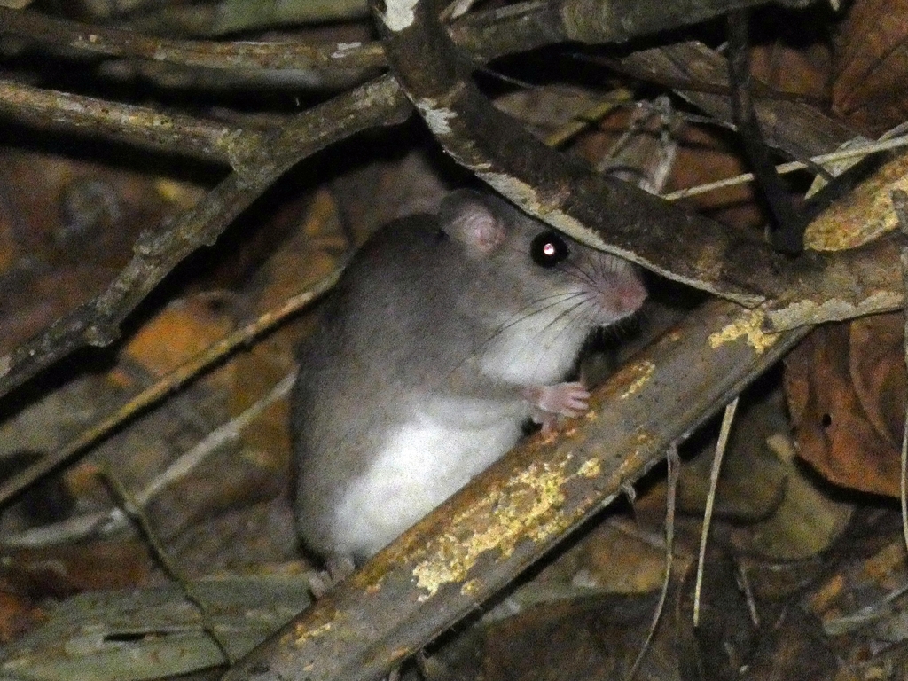 Chestnut Tree Mouse