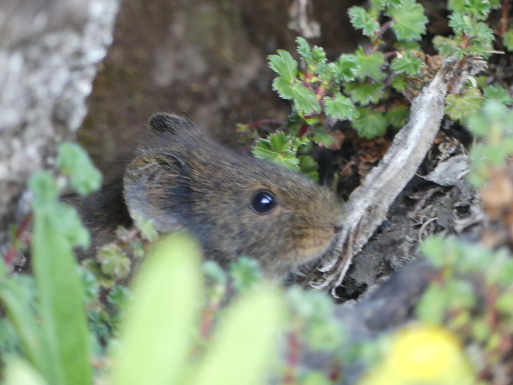 Mount Kilimanjaro Vlei Rat