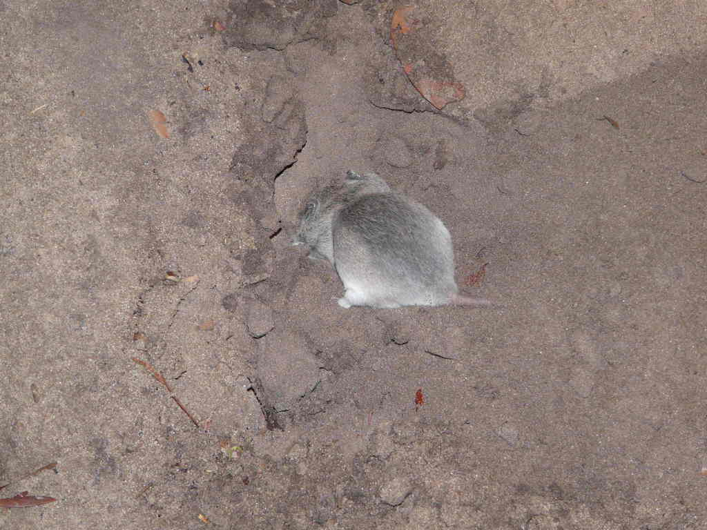 Southern African Pouched Mouse